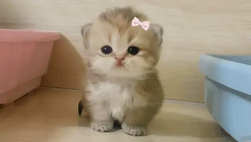 Acentrals (18) male from SG - sexting partner