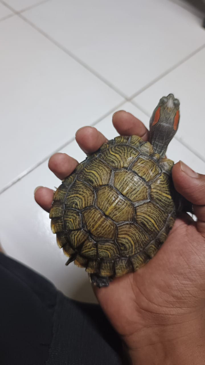 ainichil1995 from IN