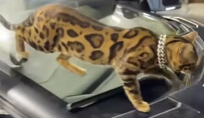 benedictfanclub from TR