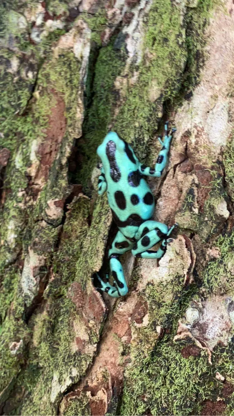 juttenkameron from AU