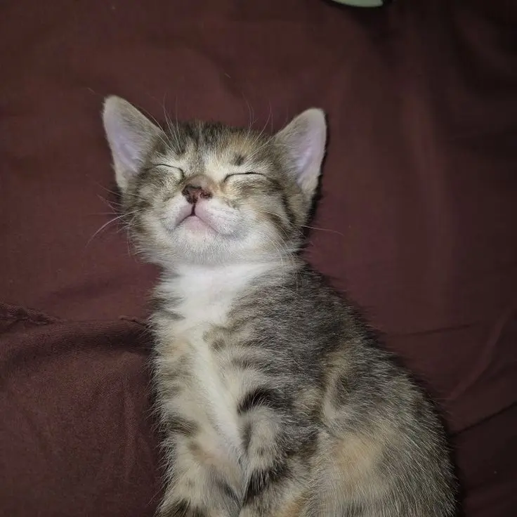 makenhoward (18) male from CA - sexting partner