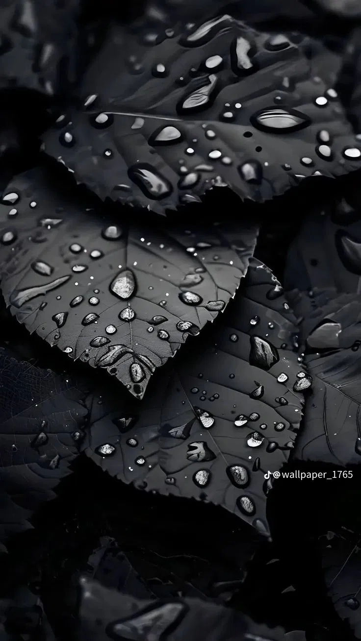 rembikowskit from NL