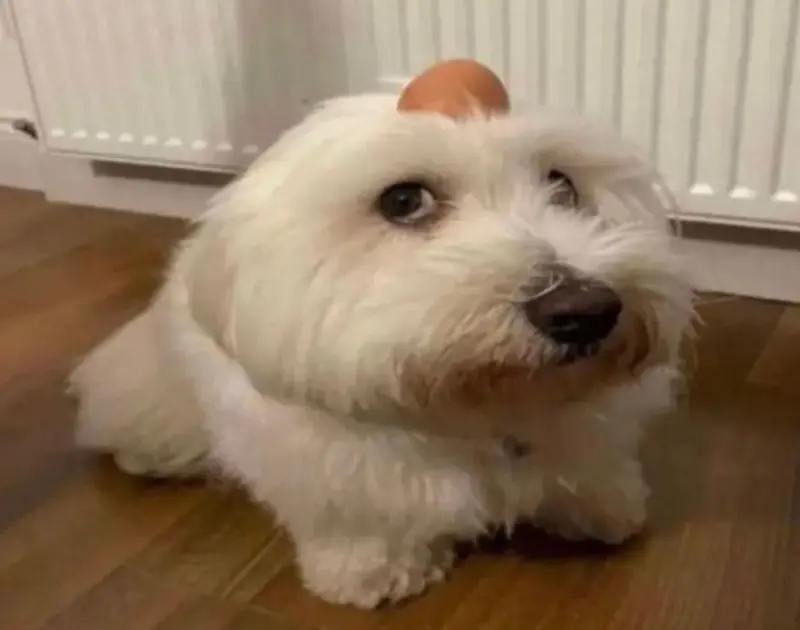 sekoor (18) male from PL - sexting partner