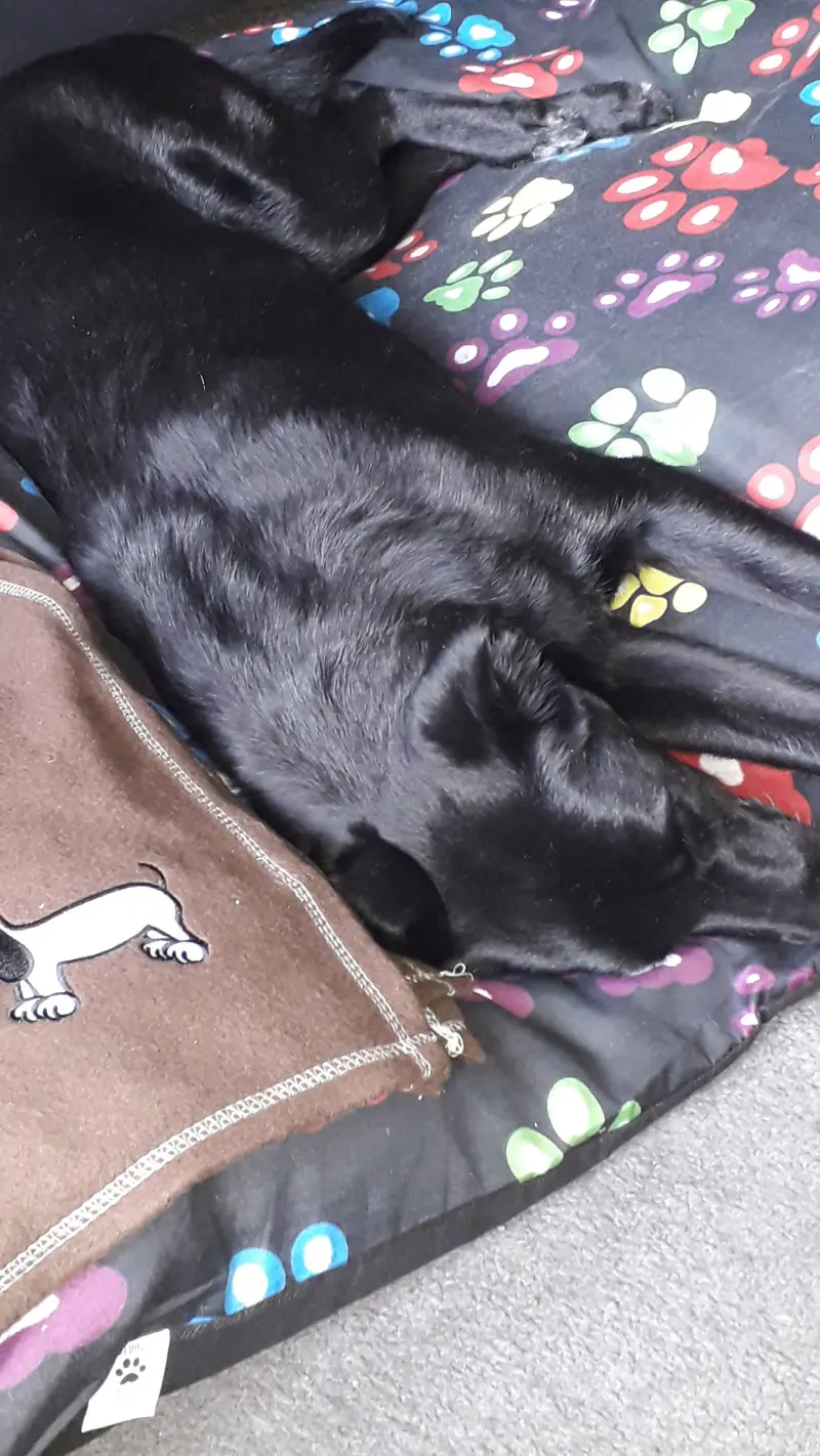 sophiethomashamiltonsophie2014 (18) male from GB - sexting partner