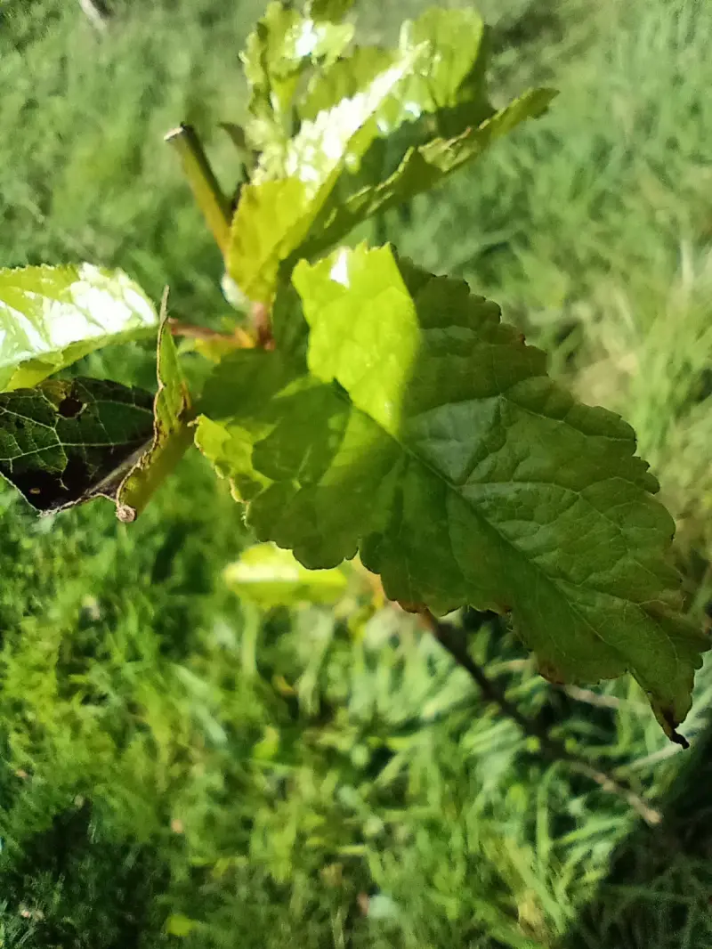 unicorn631201 (18) male from GB - sexting partner